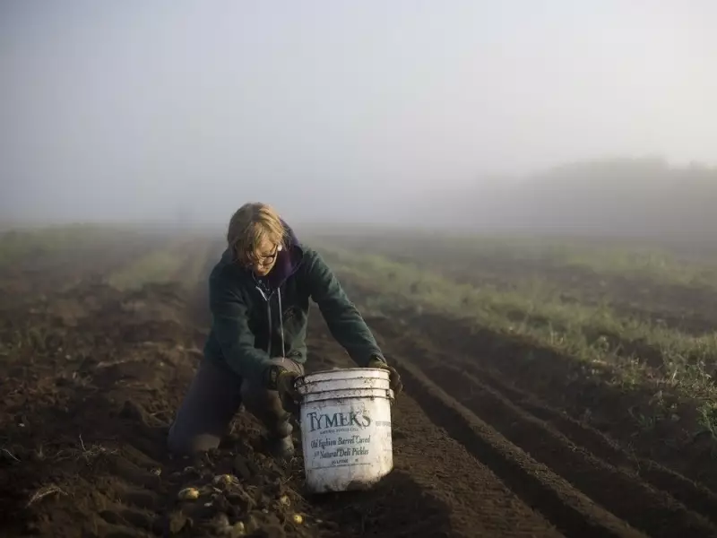 Alberta's Potato Crisis: Heat Waves and Hail Storms Decimate Crops, Threatening Local Supply