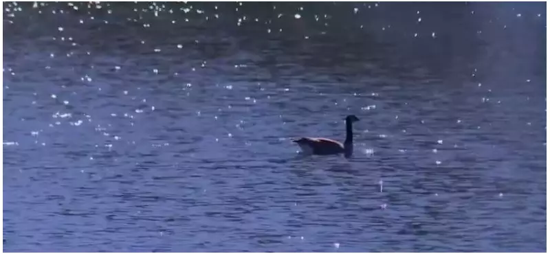 Bird Flu Crisis Hits Canada: Migratory Geese Bring Deadly Virus to El Dorado County