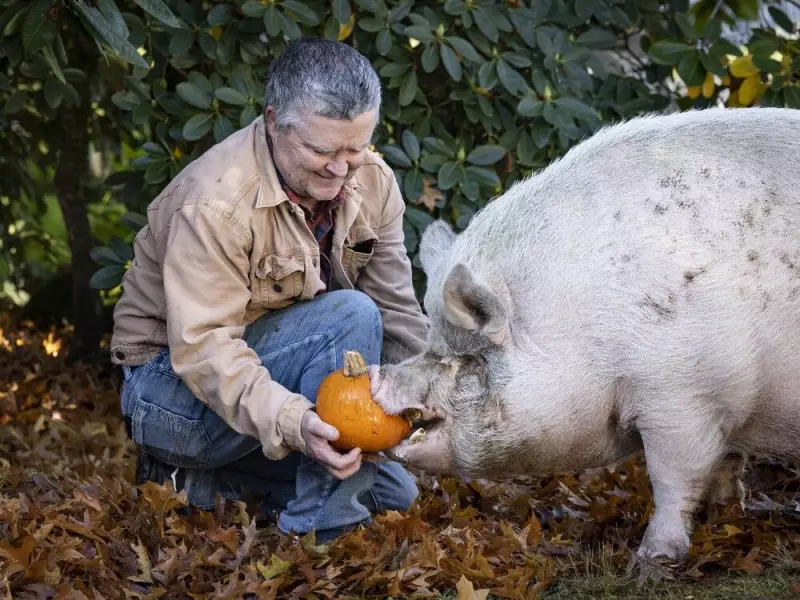 From Halloween Leftovers to Animal Feasts: Abbotsford Farm's Sustainable Solution