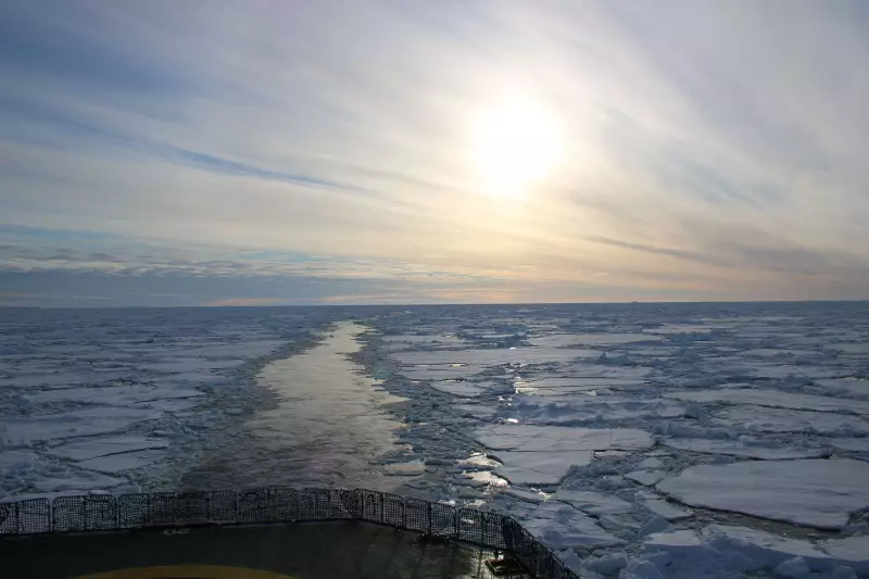 Stunning Discovery: Fish Create Vast Geometric 'Cities' on Antarctic Seafloor