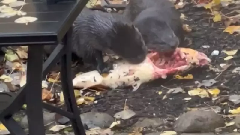 Sushi-Stealing Otters Wipe Out Prized Koi Pond in Gimli, Manitoba
