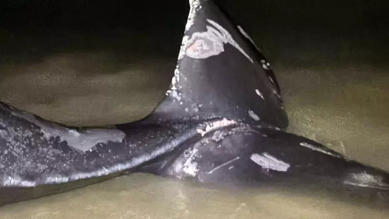 Tragic Death of Wisp the Humpback Whale Sparks Urgent Calls for Safer Waters Around Vancouver Island