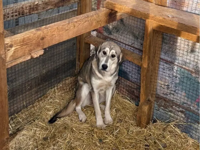 Valleyview Animal Rescue Faces 11 Criminal Charges: Hundreds of Animals Seized in Alberta SPCA Investigation