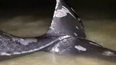 Tragic Death of Wisp the Humpback Whale Sparks Urgent Calls for Safer Waters Around Vancouver Island