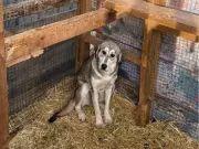 Valleyview Animal Rescue Faces 11 Criminal Charges: Hundreds of Animals Seized in Alberta SPCA Investigation