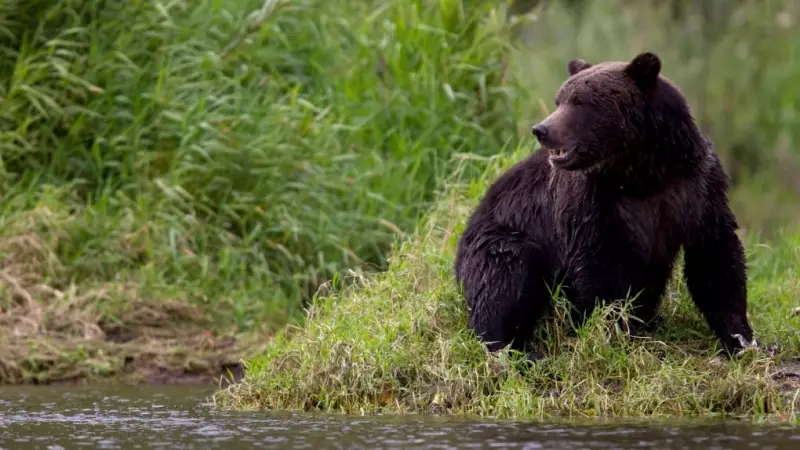 11 Injured as Grizzly Bear Attacks Students and Teachers in Remote B.C. Community