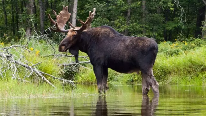 American Hunters Fined for Illegal Moose Shooting from Motorboat in Ontario