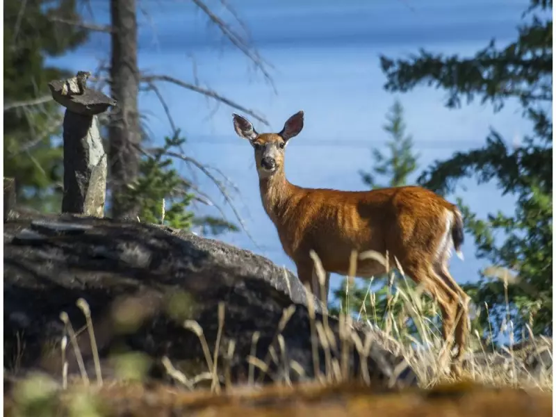 B.C. Confirms 6 Chronic Wasting Disease Cases, Potential Okanagan Spread