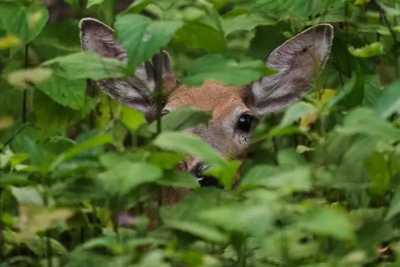 B.C. Investigates Potential Deer Disease Case in Okanagan Region