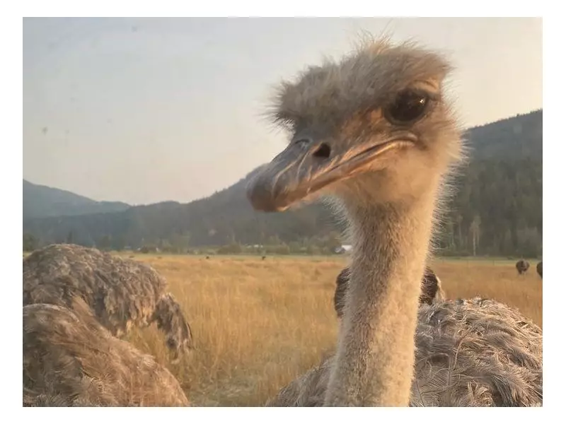 BC Ostrich Cull Sparks Outrage: Distraught Onlookers Witness Controversial Farm Closure