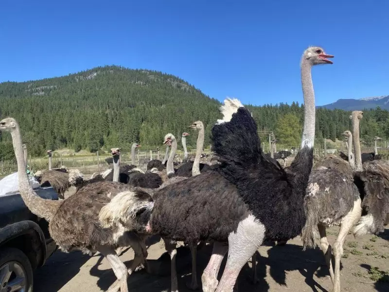 B.C. Ostrich Dispute Ends: Supreme Court Rejects Final Appeal in Mass Culling Case