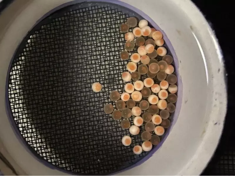 BC Research Reveals: Road Salt Most Dangerous to Salmon in First 24 Hours After Egg Fertilization