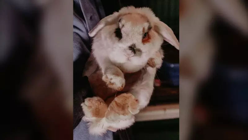 B.C.'s Abandoned Bunny Crisis: Vancouver Charity Urges Provincial Action