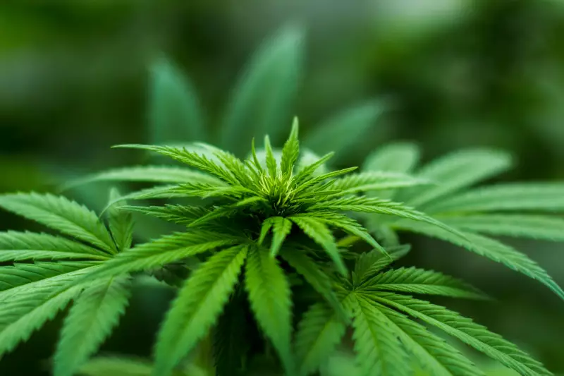 Brazil Approves Cannabis Research for Agricultural Agency in 2025