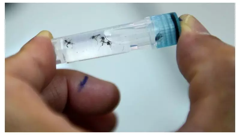 Brazil Approves World's First Single-Dose Dengue Vaccine in Medical Breakthrough