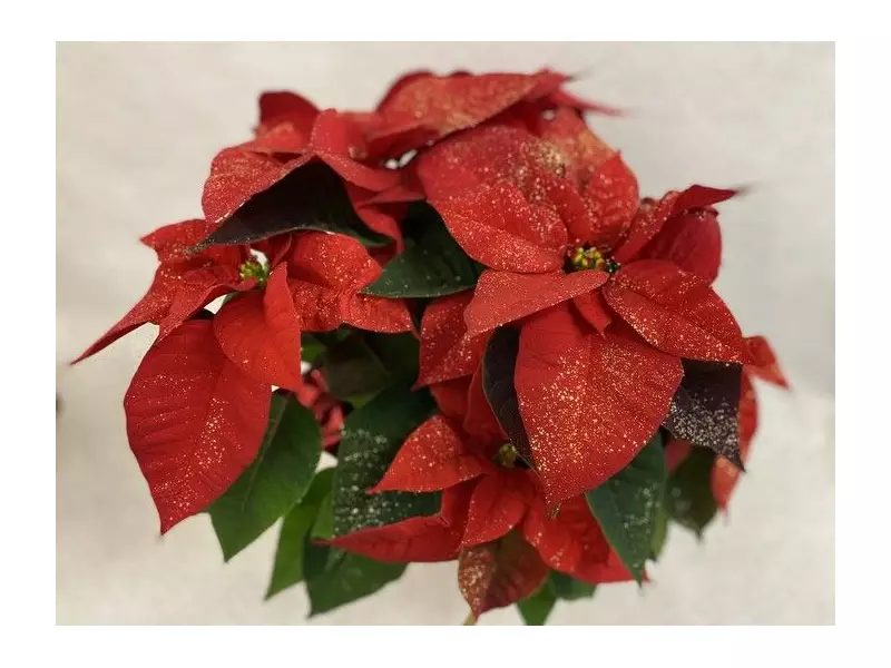 Brian Minter's Top Poinsettia Picks for Holiday Gifting and Decor