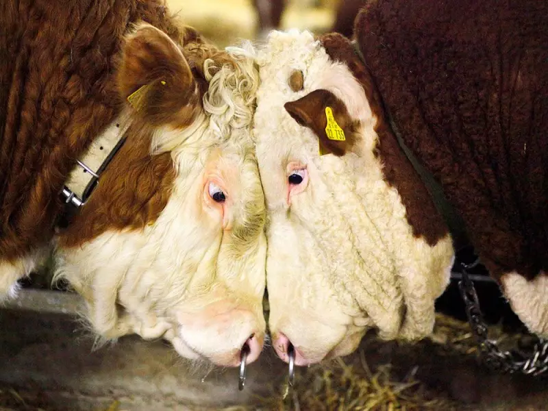 Bubble or Bull? Market Outlook, China EV Risks, and Iconic Jingle