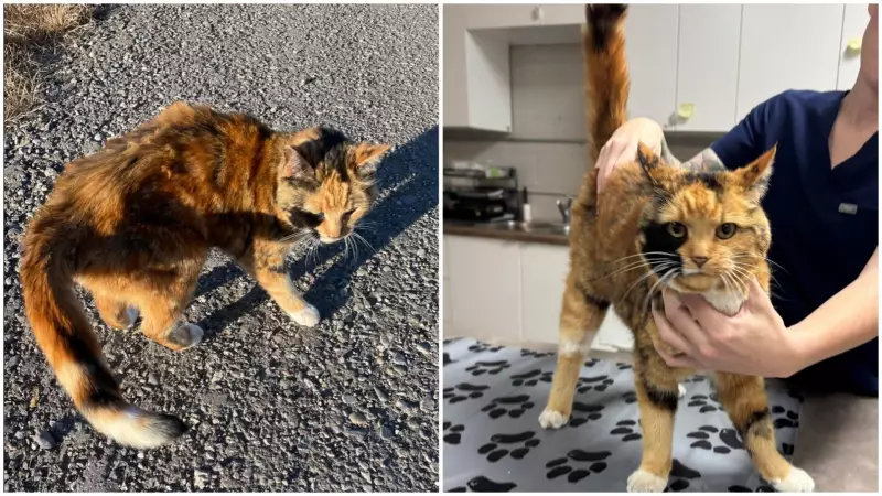 Calgary Family Reunited With Missing Cat After 8-Year Mystery