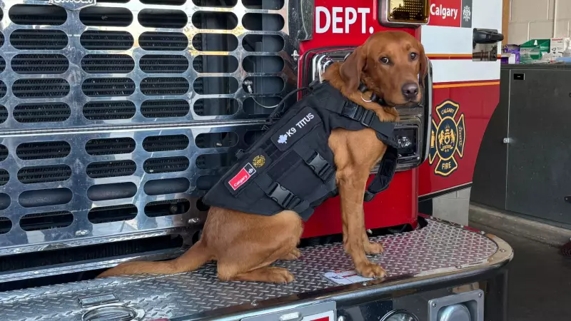 Calgary Fire Department Welcomes Titus: The Four-Legged Arson Investigator