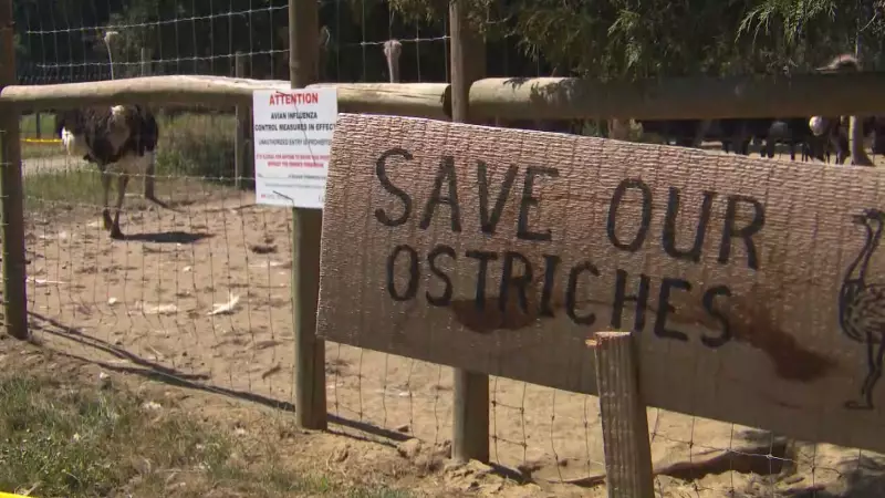 Calgary Protest Nov 22: Farmers Challenge CFIA Ostrich Cull