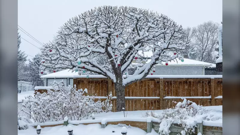 Calgary's Deep Freeze: Sub-Zero Temperatures Expected All Week