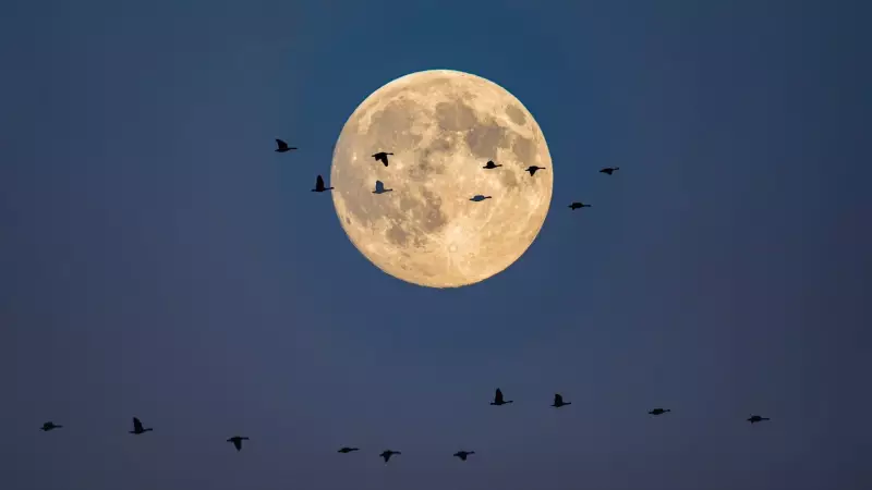 Calgary's Weather Rollercoaster: Double-Digit Thursday Heat Before Friday's Frigid Plunge