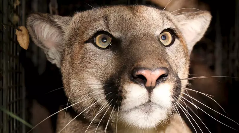 California Hiker's Terrifying Mountain Lion Encounter: 'It Was Staring Right At Me'