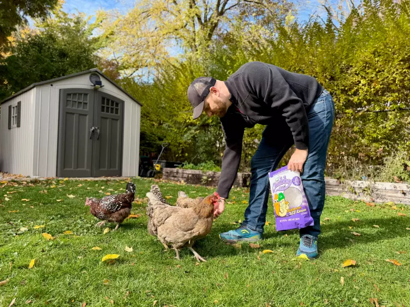 Cambridge Residents Cluck for Change: Backyard Chicken Petition Gains Momentum