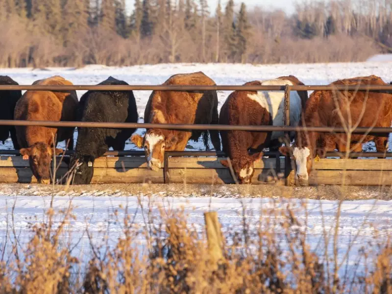 Canadian Cattle Farmers Rail Against CFIA Incompetence in Cull Operations