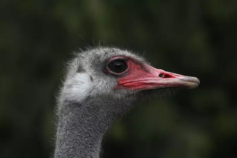 Controversial Ostrich Cull Method Revealed: CFIA Manual Describes Sitting on Birds for Lethal Injection