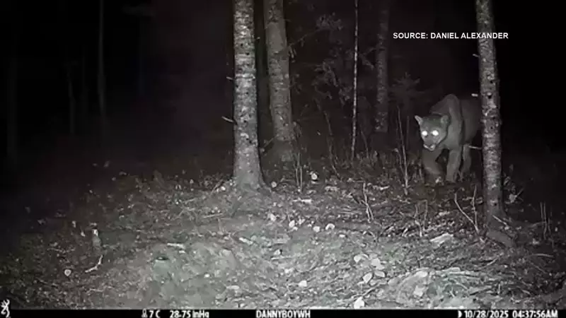 Cougar Captured on Camera in Whiteshell Provincial Park