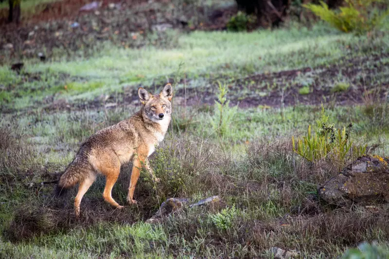 Coyote Bites Jogger on University of Waterloo Campus