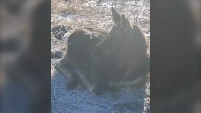 Daring Rescue: Young Moose Trapped Behind Fence Freed by BC RCMP Officers