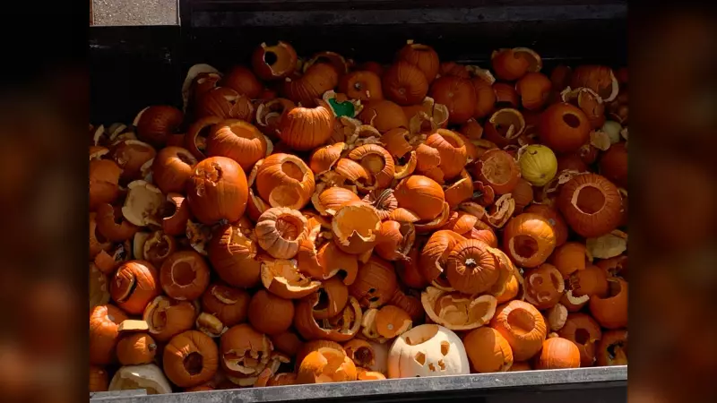 Don't Trash Your Pumpkin! Winnipeg's Green Solution for Post-Halloween Gourds