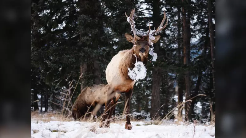 Elk Tangled in Christmas Lights Prompts Wildlife Safety Tips in Canmore