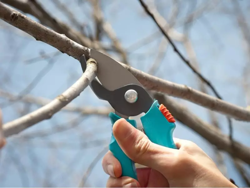 Fall Pruning Weakens Trees: Expert Gardening Advice for Canadian Winters