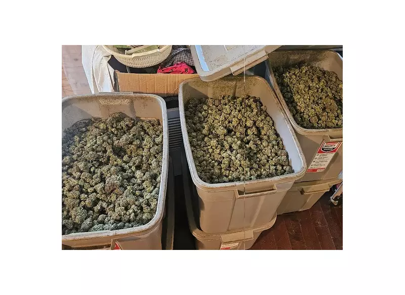 Five GTA Men Charged in $1.6M Illegal Cannabis Bust in Brighton