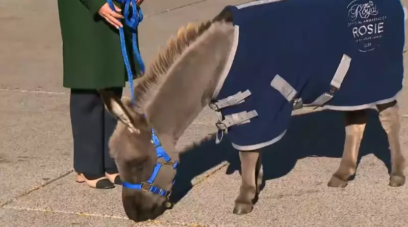 Fluffy Miniature Donkey Steals the Show at Toronto's Nathan Phillips Square Ahead of Royal Agricultural Winter Fair
