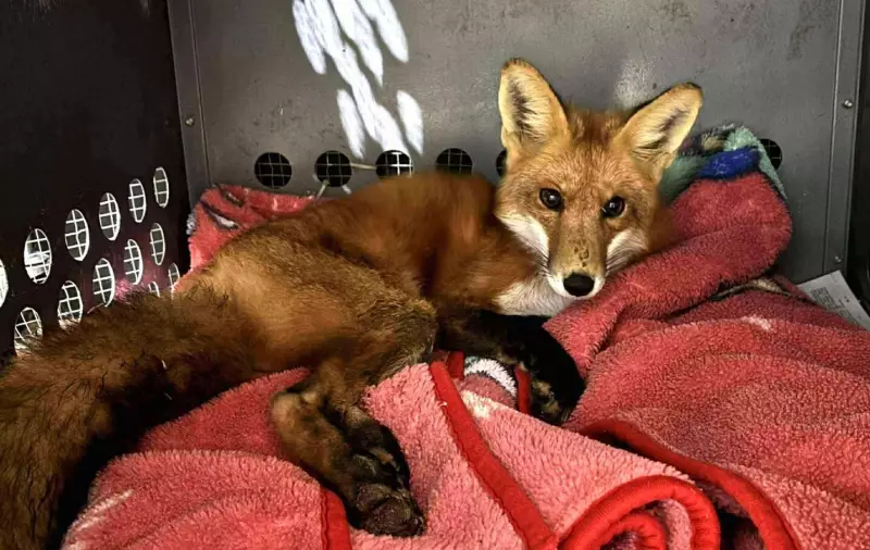 Fox Brutally Shot Multiple Times in Tottenham: Ontario Provincial Police Launch Animal Cruelty Investigation