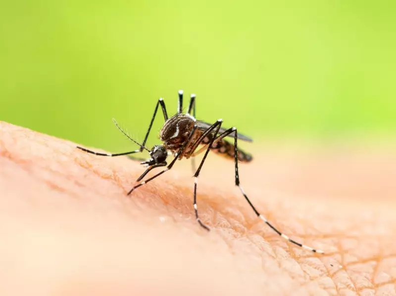 From Mosquito Zappers to Drone Defenders: DroneShield's Meteoric Rise