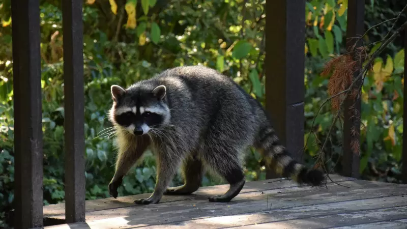 Georgia Man Bitten by Rabid Raccoon During Rescue Attempt