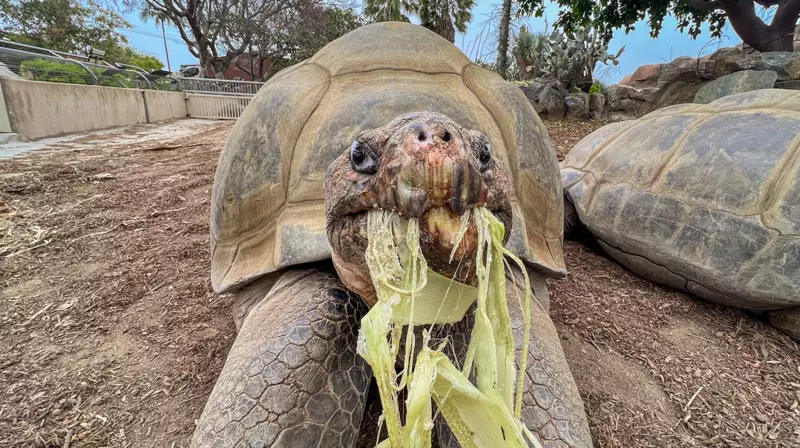 Gramma, San Diego Zoo's 141-Year-Old Galapagos Tortoise, Dies