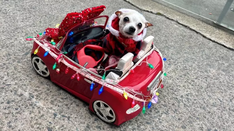 Halifax's Quinpool Road Hosts Festive 'Paws and Claus' Dog Parade
