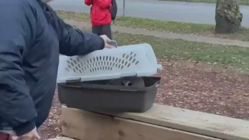 Healed Barred Owl Returns to Freedom in Vancouver's Douglas Park