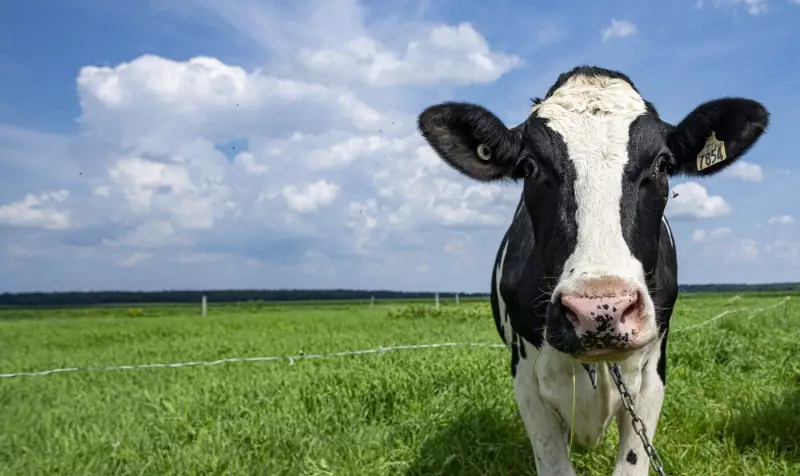 Highway Havoc: Dramatic Cattle Truck Crash Shuts Down Highway 11 Near Barrie