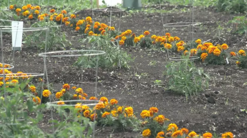 Indigenous Agriculture Summit Highlights Success at Agribition