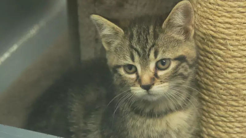 Kitchener Pet Food Pantry Sees 100 More Monthly Users Amid Growing Need