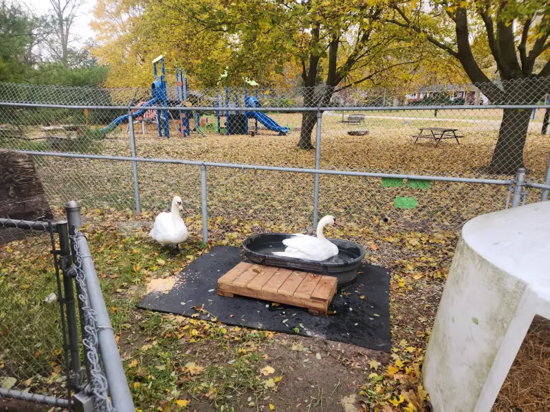 Kitchener's Beloved Swans Make Winter Return to Victoria Park Lagoon