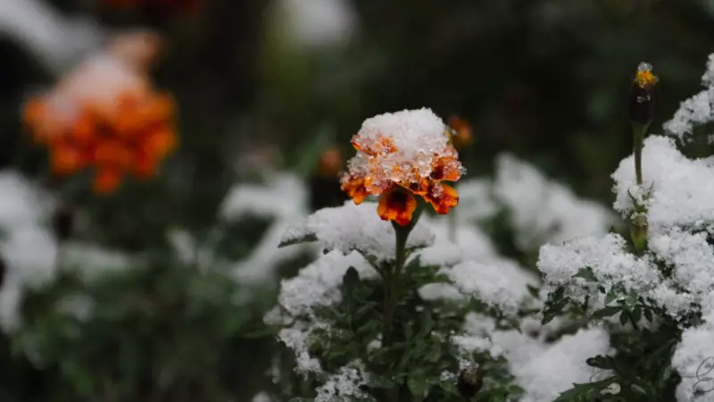 London Braces for Freezing Drizzle Overnight Following Remembrance Day