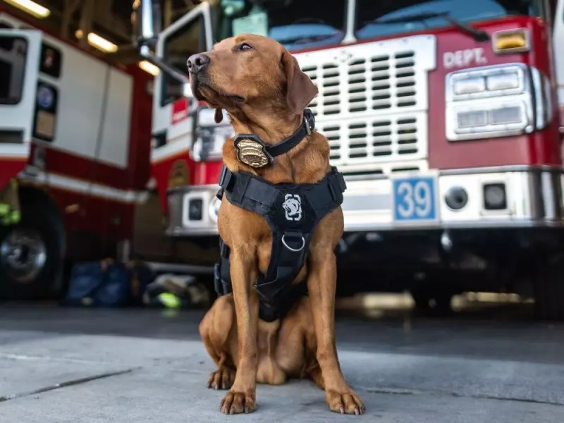 Meet K9 Chief: Calgary Fire Department's Newest Four-Legged Fire Investigator